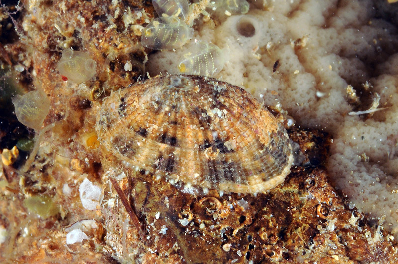 Diodora sp